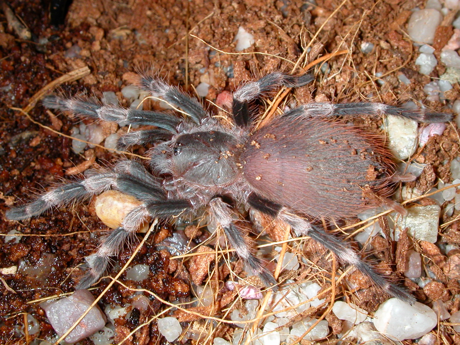 Nhandu chromatus