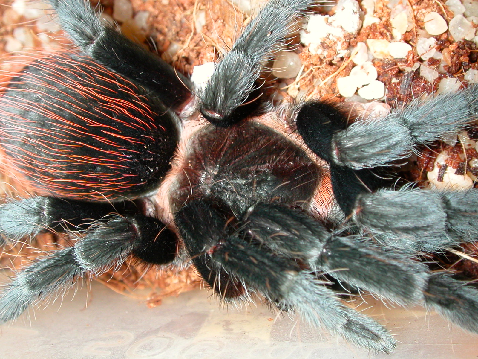 Brachypelma angustum