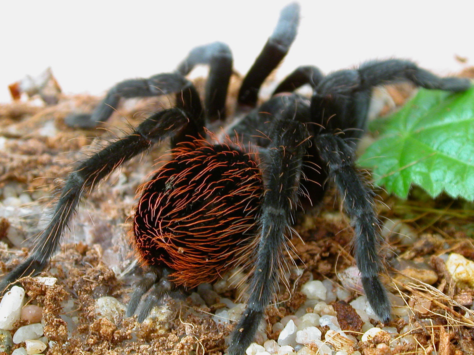 Brachypelma a.