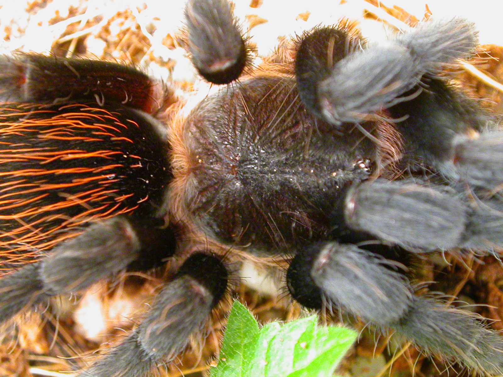 Brachypelma ang.